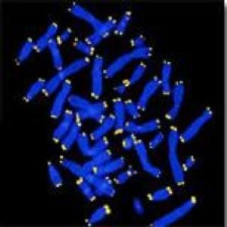 telomeres-telomerase-and_1