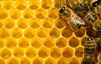 honeybees sm