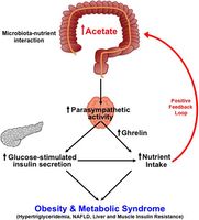 dietmicrobiota interaction obesity