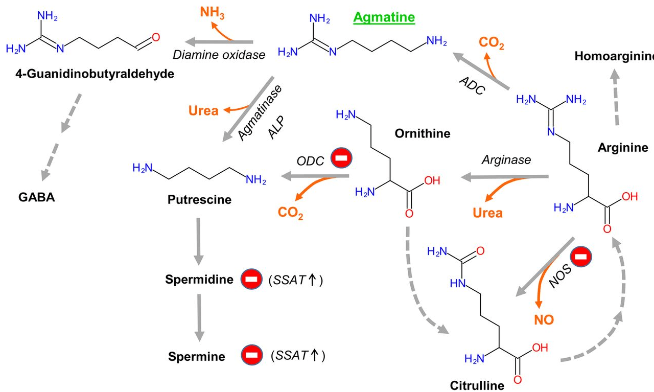 Agmatine synthesis