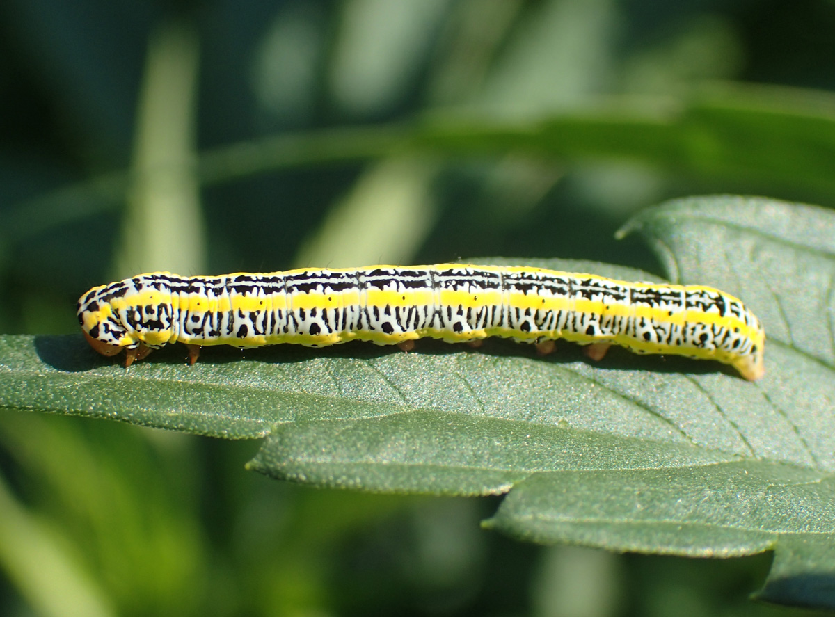 Zebra catertpillar on hemp leaf. Insect infestations can be costly to hemp farmers who often resort to pesticide 