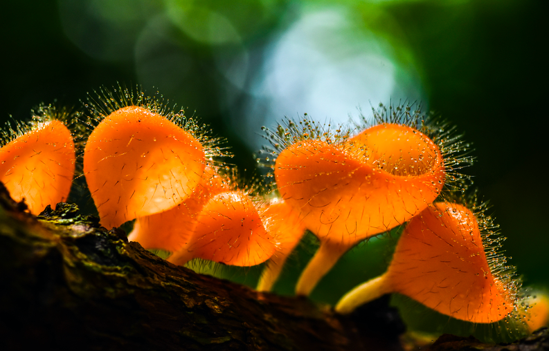 Mushrooms hairy orange cups